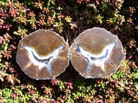 McDermitt Thunderegg